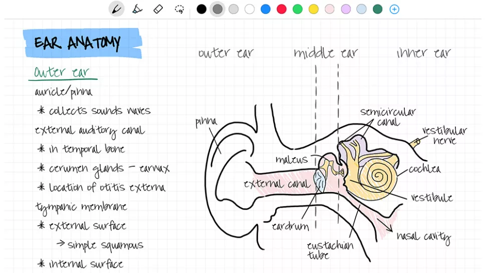 nebo app dibujar